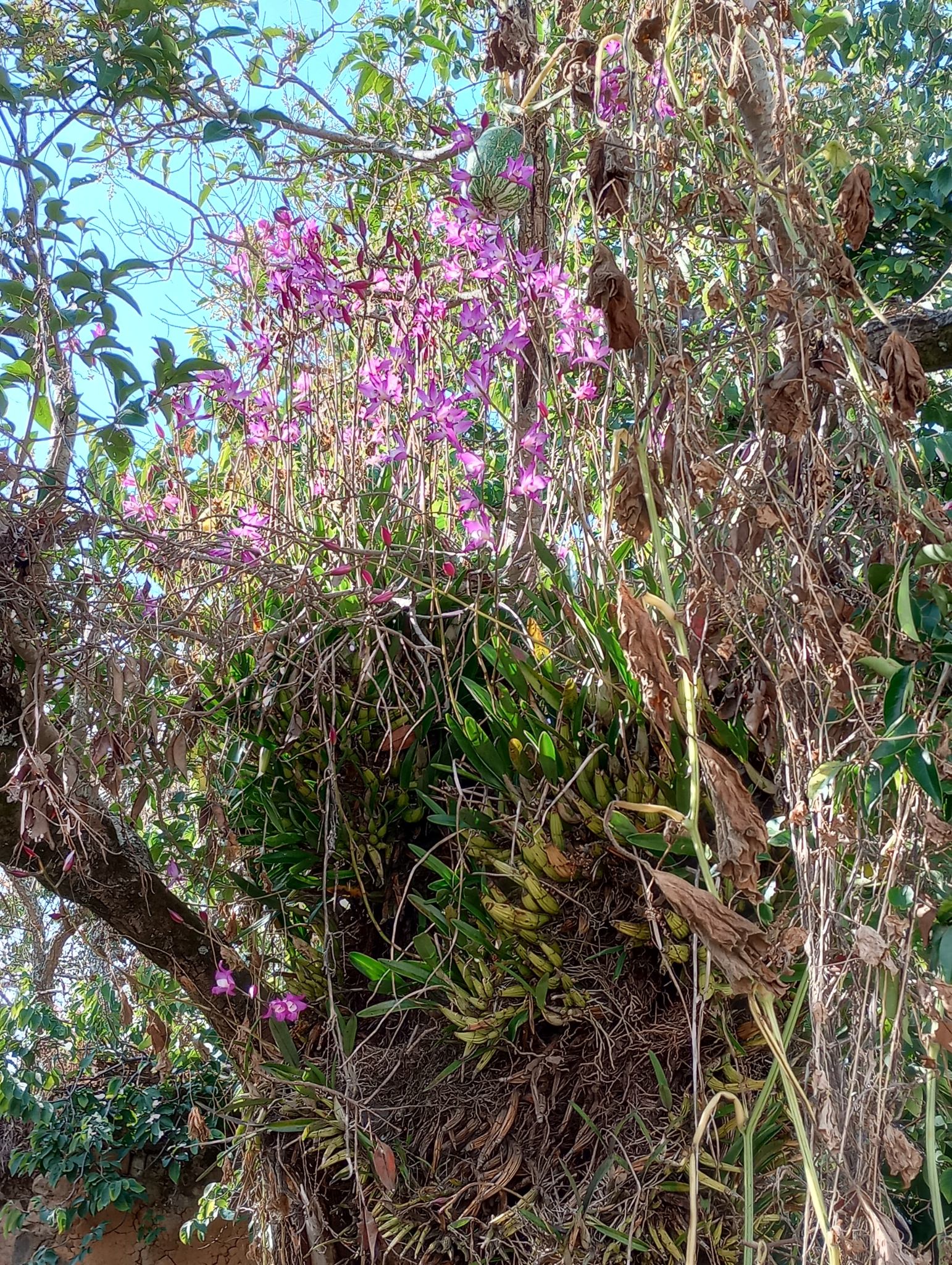 Laelia autumnalis alba